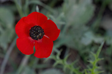 A Red Anemone