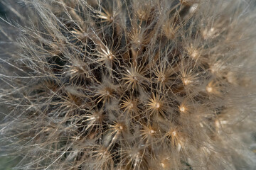 A Dandelion Seedhead Close Up