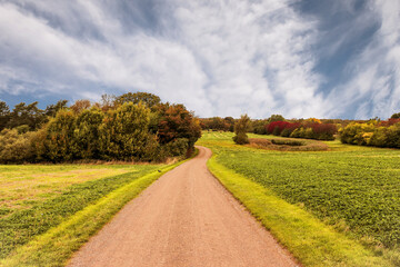 Obraz premium Autumn landscape with golden colored foliage. Country Road in field. High quality photo