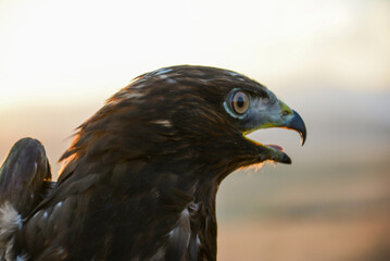 Eagle and its big beak. Eagle head. Eagle in nature