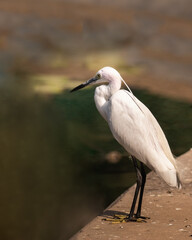 Egret sitting on a pond for food