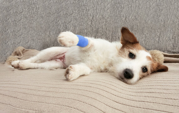 sick or injured Jack russell dog lying down on sofa with bandaged leg after a surgery