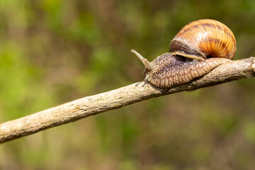 A large snail crawls on a stick on a blurred background. Close-up. Selective focus.