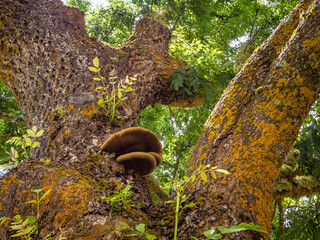 Setas que aparecen en el tronco de un viejo árbol.