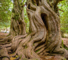 Impresionantes troncos retorcidos de árboles milenarios en un bosque de la Montaña Palentina.