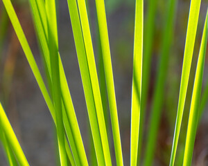 Close up of Cattail grass (Typha latifolia) at Lake Hollywood in Los Angeles, CA.