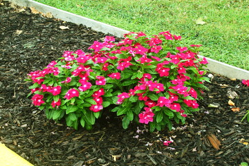 all year blooms colorful catharanthus roseus flower or vinka rosea in garden known as barmasi flower in india,closeup with waterdrops