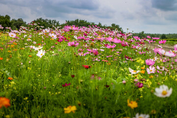field of flowers