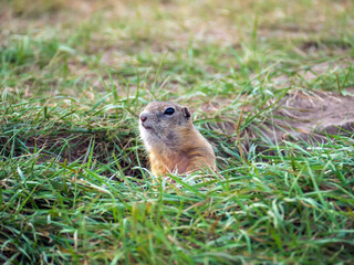Naklejka na ściany i meble Gopher on the lawn is peeking out of his hole. Close-up