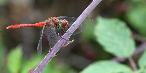libellule rouge sur une ronce