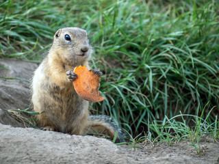 Naklejka na ściany i meble Gopher is standing on its hind legs near his hole and eating a slice of carrot. Close-up