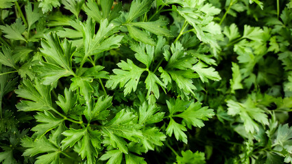 A garden bed with parsley. - 520064845