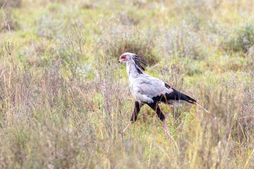 Secretarybird, sagittarius serpentarius, walking through the undergrowth of Nairobi National Park, Kenya
