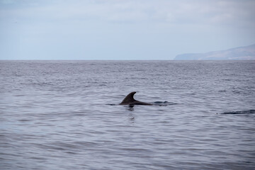 Obraz premium Scenic view on dorsal fin of bottlenose dolphin sticking out of water near cliff Los Gigantes, Santiago del Teide, west coast Tenerife, Canary Islands, Spain, Europe. Mammal swimming in Atlantic Ocean
