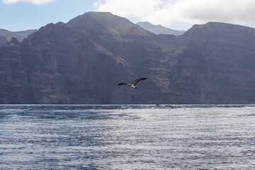 Naklejka premium Scenic view on seagull birds flying near cliff Los Gigantes, Santiago del Teide, west coast Tenerife, Canary Islands, Spain, Europe. Marine life on the Atlantic Ocean. Feeling of freedom on the sea