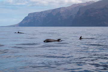 Scenic view on dorsal fin of bottlenose dolphins sticking out of water near cliff Los Gigantes,...