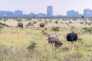 Male and female ostrich pair,  struthio camelus, with two white rhinos, Nairobi National park. The...