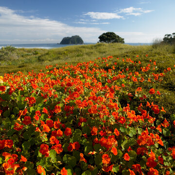 Bright orange nasturtiums flowering along the foreshore of beach