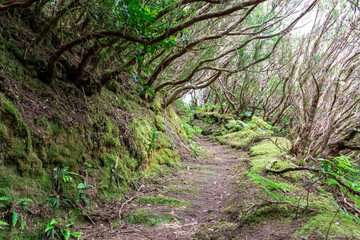 Hiking trail through enchanted ancient laurel sub tropical forest in the Anaga mountain range on Tenerife, Canary Islands, Spain, Europe, EU. Dense diversified fauna. Path overgrown with moss and fern