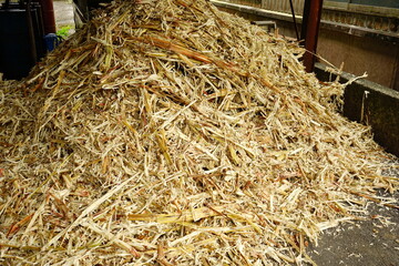 Sugar cane Pomace in Amami Oshima, Kagoshima, Japan - 日本 鹿児島 奄美大島 さとうきび 搾りかす - obrazy, fototapety, plakaty