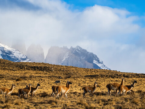 Guanacos (Lama guanicoe), Torres del Paine National Park, Patagonia, Chile