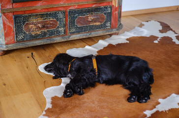 young black female cocker spaniel sleeping on brown cowskin.