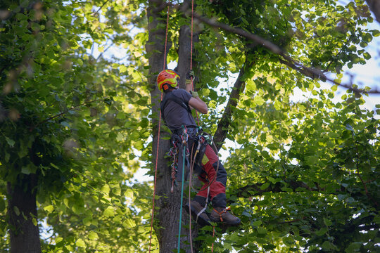 Deutsche Firma während einer Baumfällung mit Hilfe der Seilklettertechnik