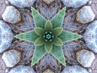 A crystal abstract made by applying fractal mirroring to a photo of an Aloe Vera plant.