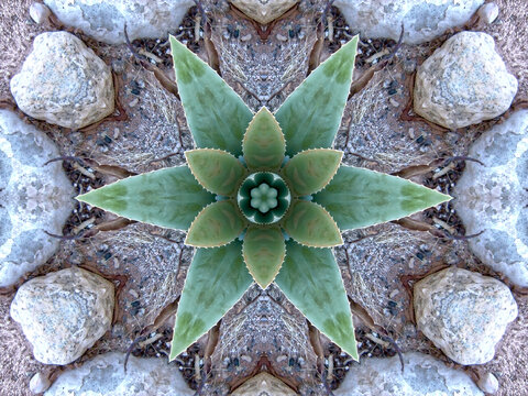 A crystal abstract made by applying fractal mirroring to a photo of an Aloe Vera plant.
