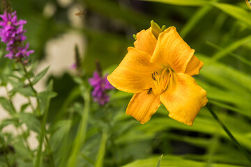 Fototapeta premium Yellow daylily flower with a bee sitting on the petal