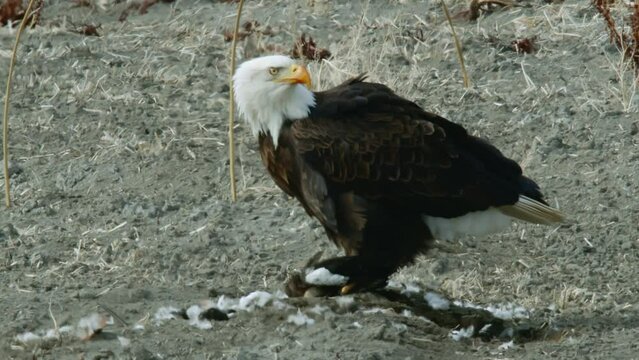 Bald Eagle eating snow goose