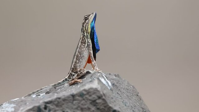 Fan throated Lizard displaying colorful fan to communicate, intimidate and show off to impress female.