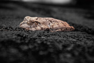 Little frog sleeping during the day