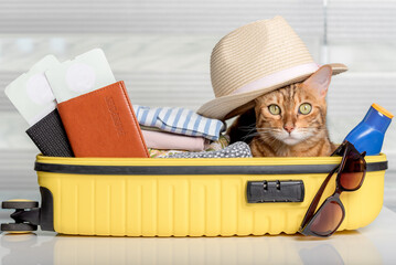 Funny cat in a suitcase with glasses, passports, tickets and clothes.