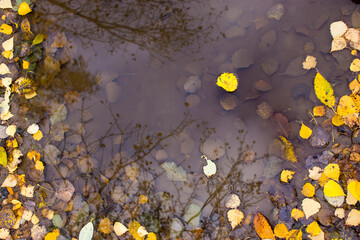 Fallen yellow autumn leaves, traces of rain drops and reflection of trees in a puddle in the city of Voronezh, Russia