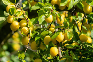 ripe mirabelle plums on tree