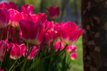 Pink tulips in the park. Tulip wallpaper or canvas print photo