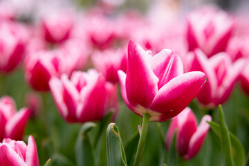 Obraz na płótnie Canvas Pink tulip wallpaper or canvas print photo. Spring blossom concept.