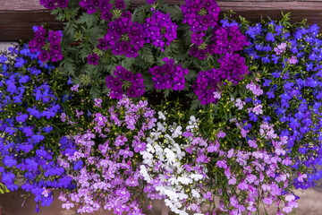Fototapeta premium Background from bright multicolored lobelia flowers