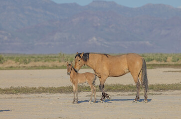 Wild Horse Mare and Foal in the Utah Desert in Spring