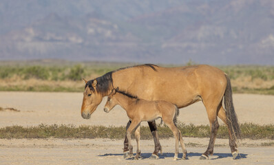 Wild Horse Mare and Foal in the Utah Desert in Spring