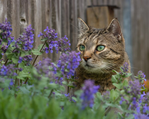 Tabby cat hiding behind a flowering catnip plant