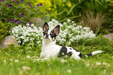 Chihuahua dog lying and posing on the grass with narrowed eyes