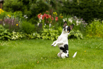 Obraz na płótnie Canvas Chihuahua dog stands on its hind legs against the background of green plants in the garden