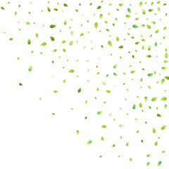 Leaves Green Falling Flying Foliage Leaf Tea Mint