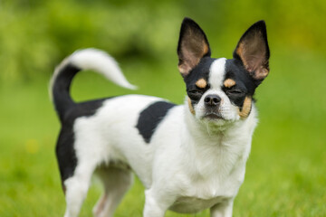 Portrait of a chihuahua dog black and white coloring - obrazy, fototapety, plakaty