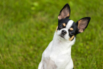 Portrait of a chihuahua dog black and white coloring