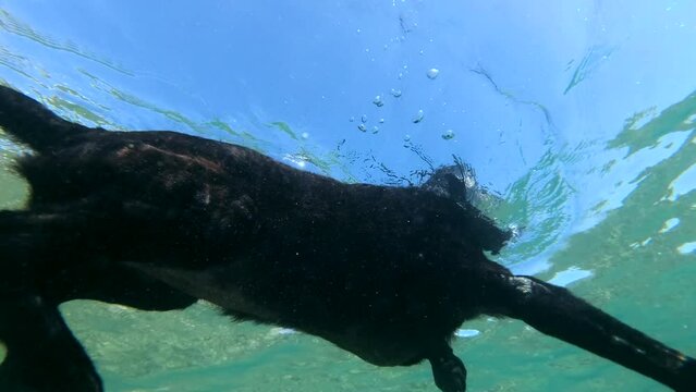Slow motion, Black dog swim on surface of water in sunlight. Close-up, Underwater shot. Red sea, Dahab, Egypt