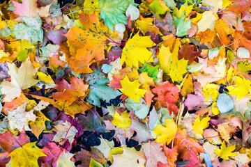 Autumn fallen maple leaves on asphalt, yellow, green. Autumn leaves spread out on the wet and black asphalt.