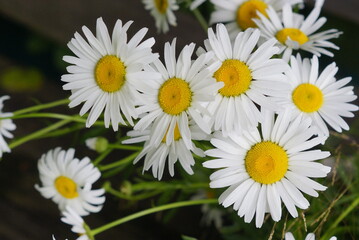Fototapeta premium daisies